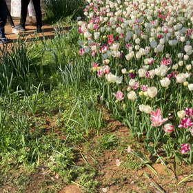 国営昭和記念公園 : チューリップ　動画その1の画像