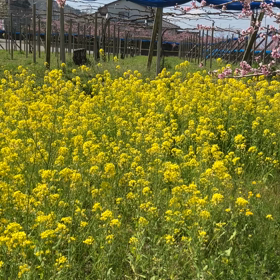 笛吹市　桃源郷　動画その7   菜の花畑の画像