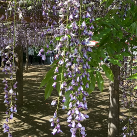 牛島の藤:藤花園　動画その3の画像