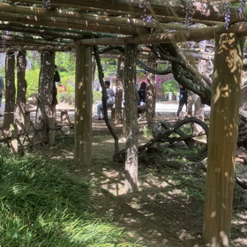 牛島の藤:藤花園　動画その6の画像