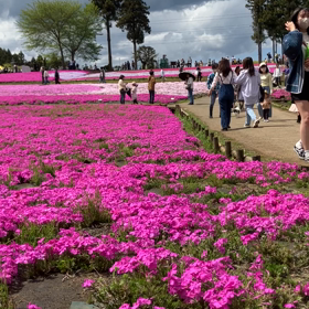 羊山公園 : 芝桜の丘　動画その2の画像