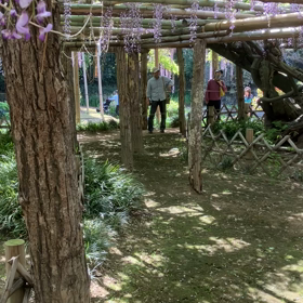 牛島の藤:藤花園　動画その8の画像