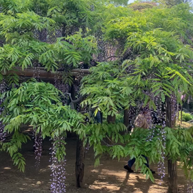 牛島の藤:藤花園　動画その7の画像
