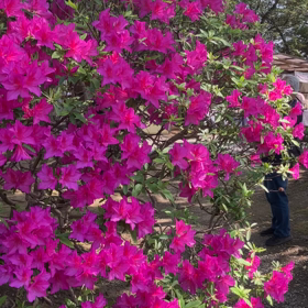 牛島の藤:藤花園　動画その1の画像