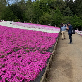 羊山公園 : 芝桜の丘　動画その4の画像