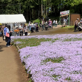 羊山公園 : 芝桜の丘　動画その1の画像