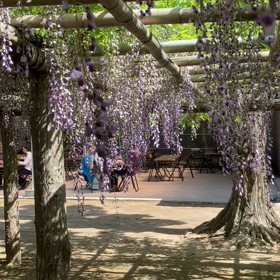 牛島の藤:藤花園　動画その2の画像
