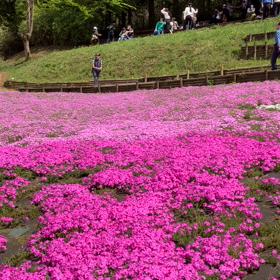 羊山公園 : 芝桜の丘　動画その3の画像