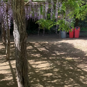 牛島の藤:藤花園　動画その4の画像