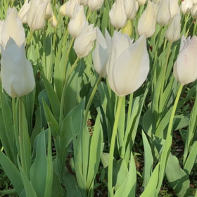 国営昭和記念公園 : チューリップ　動画その7の画像