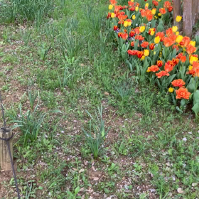 国営昭和記念公園 : チューリップ　動画その2の画像