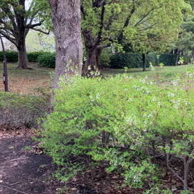 猿江恩賜公園 : チューリップ　動画その1の画像