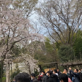 六義園:\枝垂桜　動画の画像