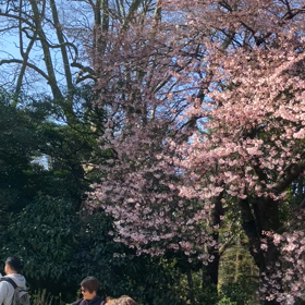新宿御苑:花見　動画その1の画像