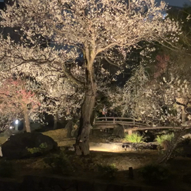 湯島天神:梅まつり　ライトアップ　動画の画像