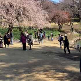 新宿御苑:花見　動画その3の画像
