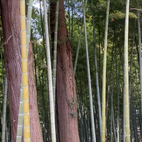 偕楽園 : 孟宗竹林　動画の画像