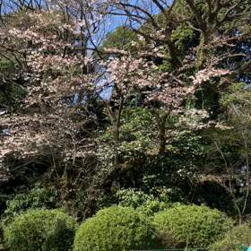 新宿御苑:花見　動画その2の画像