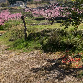 笛吹市　桃源郷　動画その6の画像