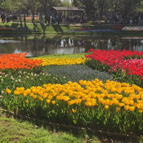 国営昭和記念公園 : チューリップ　動画その9の画像