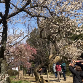 偕楽園 : 梅まつり　動画その1の画像