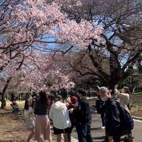 新宿御苑:花見　動画その5の画像