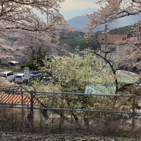 勝沼ぶどう郷駅周辺さくら　動画その3の画像