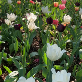 日比谷公園 : チューリップ　動画その2の画像