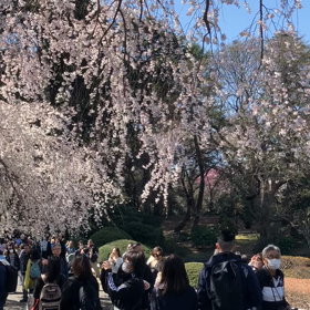 新宿御苑:花見　動画その4の画像