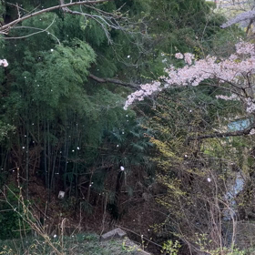 勝沼ぶどう郷駅周辺さくら　動画その1   桜吹雪の画像