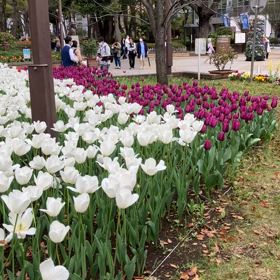 横浜公園 : チューリップ　動画の画像