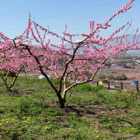 笛吹市　桃源郷　動画その5の画像
