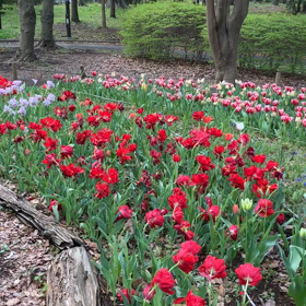 猿江恩賜公園 : チューリップ　動画その2の画像