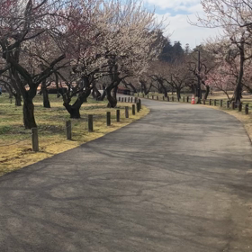 田鶴鳴梅林　動画の画像