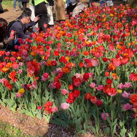 国営昭和記念公園 : チューリップ　動画その4の 画像