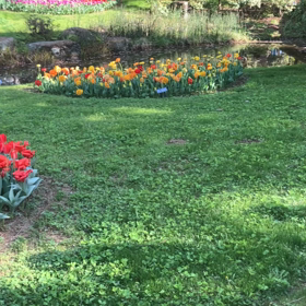 国営昭和記念公園 : チューリップ　動画その5の画像
