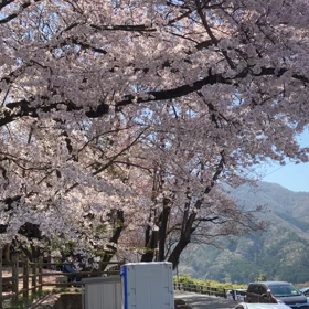 笛吹市　桃源郷　動画その3   花鳥山一本杉の桜の画像