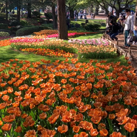 国営昭和記念公園 : チューリップ　動画その8の画像