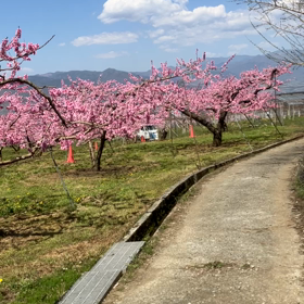 笛吹市　桃源郷　動画その8の画像