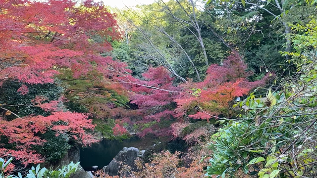 紅葉 ／ 河内渓谷 ②の記事動画