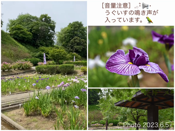 花しょうぶ／亀山公園 菖蒲園の記事動画