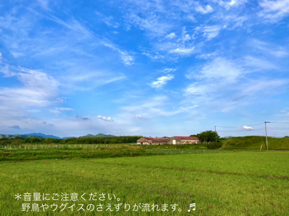 ウォーキング風景／ウグイスのさえずりの記事動画