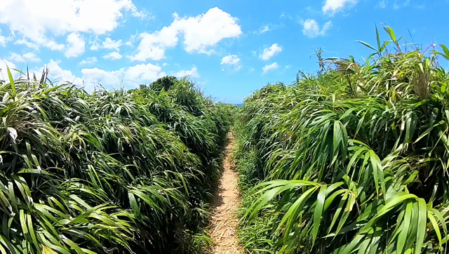 滞在時間24時間の奄美大島 ～その①～の記事動画
