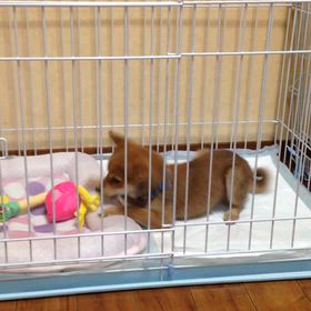 りょう12歳おめでとうのサムネイル画像
