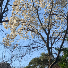今日見つけた／^p^＼山間のお花❁✿✾  ✾✿❁︎の画像