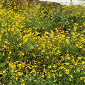 満開を迎えた菜の花⋆̩☂︎*̣̩の画像