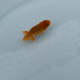 こんなん出来ましたの画像