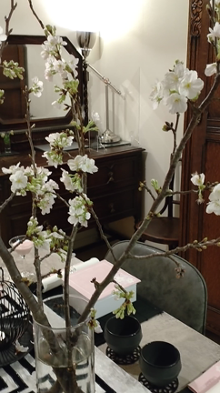 おうちで桜を愛でるの記事動画