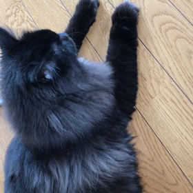 今朝も出来た(๑>◡<๑)の画像