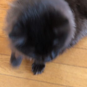 覚えたかなぁ(● ˃̶͈̀ロ˂̶͈́)੭ꠥ⁾⁾の画像